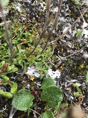 Antennaria monocephala