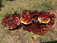 Ganoderma tuberculosum