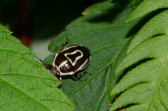 Perillus circumcinctus