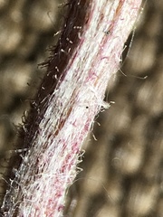 Antennaria friesiana