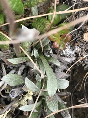 Antennaria friesiana