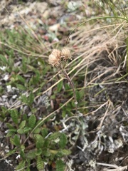 Antennaria friesiana