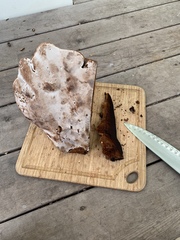 Ganoderma tuberculosum