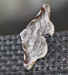 Oenochroma turneri