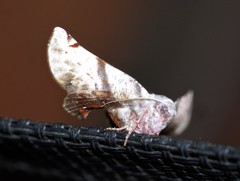 Oenochroma turneri