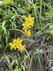 Spathoglottis pubescens