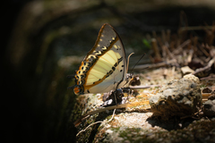 Polyura nepenthes