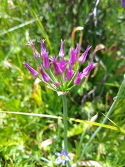Allium brevistylum