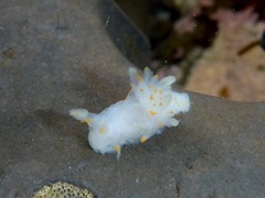 Ancula gibbosa