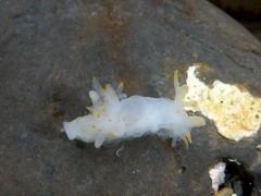 Ancula gibbosa