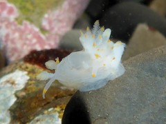 Ancula gibbosa