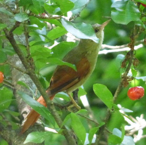 Crested Spinetail (Cranioleuca subcristata), photo 10