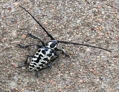 Plectrodera scalator