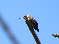 Mellisuga minima