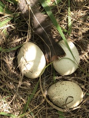 Meleagris gallopavo silvestris