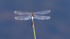 Leucorrhinia frigida