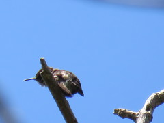 Mellisuga minima