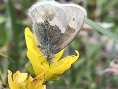 Coenonympha tullia