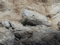 Onychoprion anaethetus