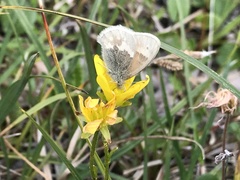 Coenonympha tullia