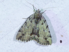 Catocala praeclara