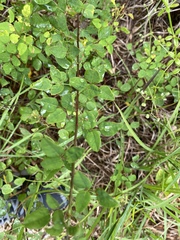 Desmodium marilandicum