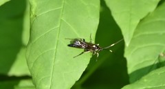 Cratichneumon unifasciatorius
