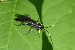Cratichneumon unifasciatorius