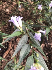 Strobilanthes anisophyllus