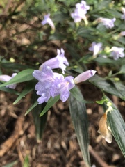Strobilanthes anisophyllus