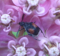 Megacerus discoidus