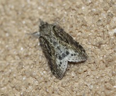 Nycteola indica