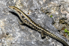 Emoia atrocostata freycineti