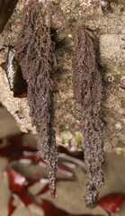 Callithamnion pikeanum