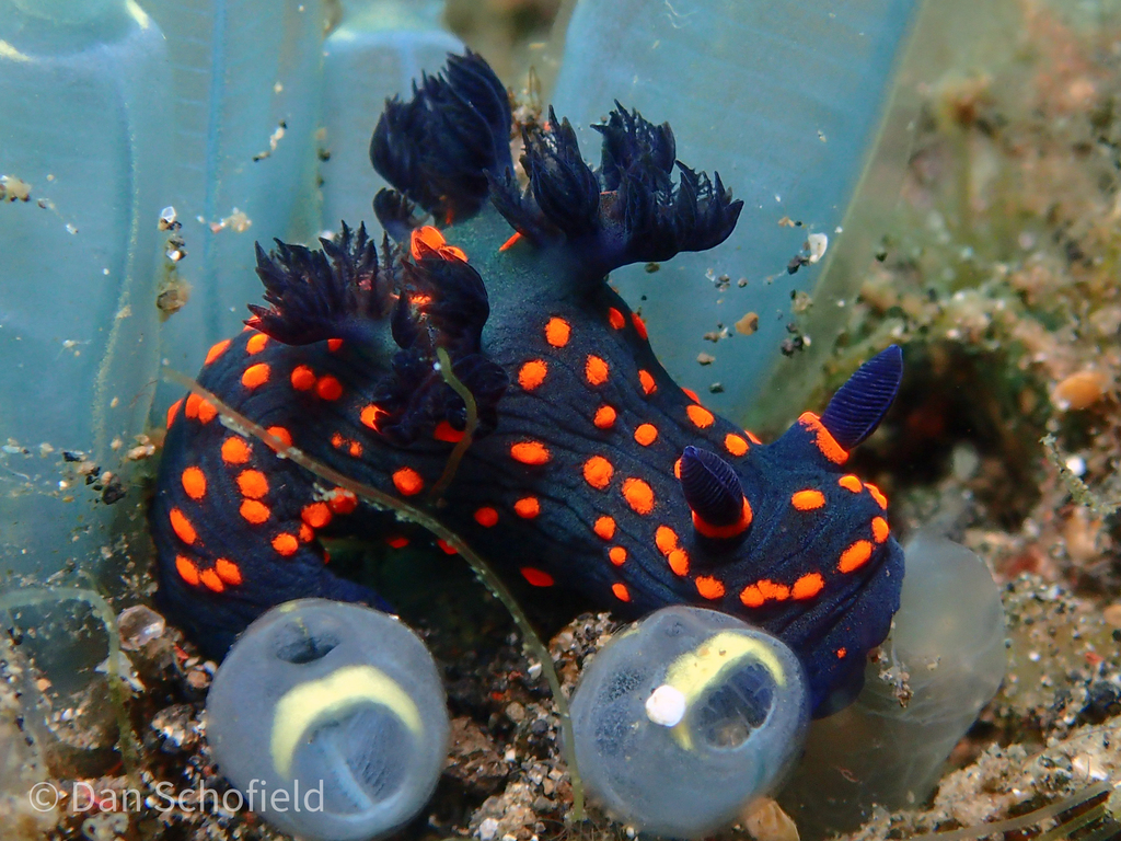 Shadowy Wrinkle Dorid