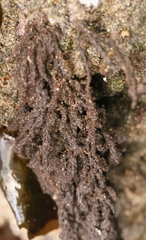 Callithamnion pikeanum