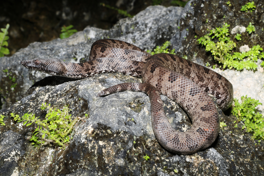 Bevel-nosed Boas