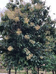 Tectona grandis
