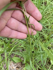 Eurybia hemispherica