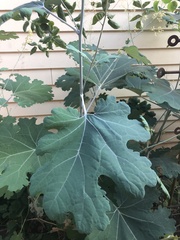 Macleaya