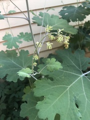 Macleaya
