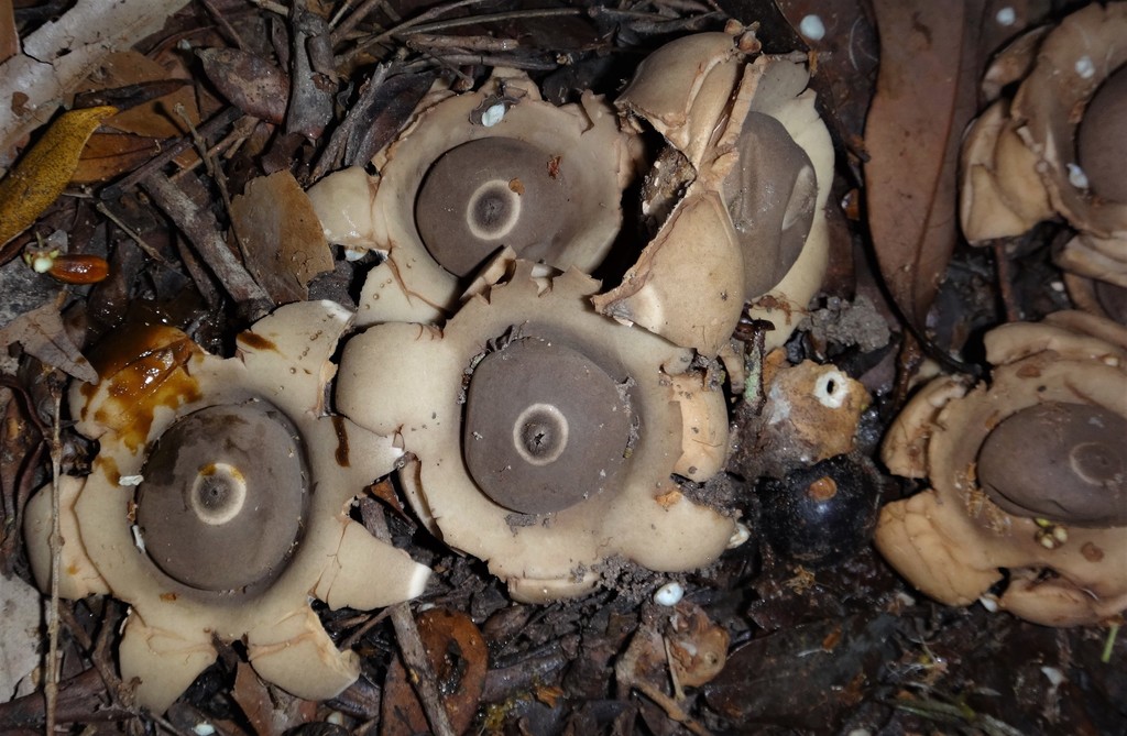 Geastrum · July 2020 · photo: © matiariste (iNaturalist, cc-by)