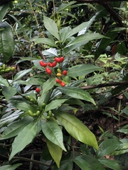 Rauvolfia verticillata