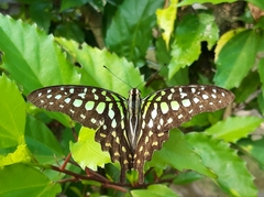 Graphium agamemnon