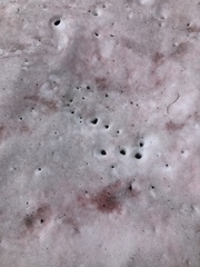 Chlamydomonas nivalis