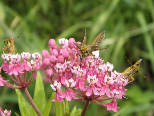 Dun Skipper, Caledon, ON, Canada, photo 9 of 10