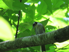 Phaenicophilus palmarum