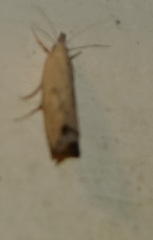 Dichomeris heriguronis