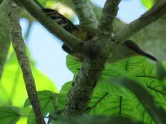 Coccyzus longirostris