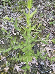 Aureolaria pectinata